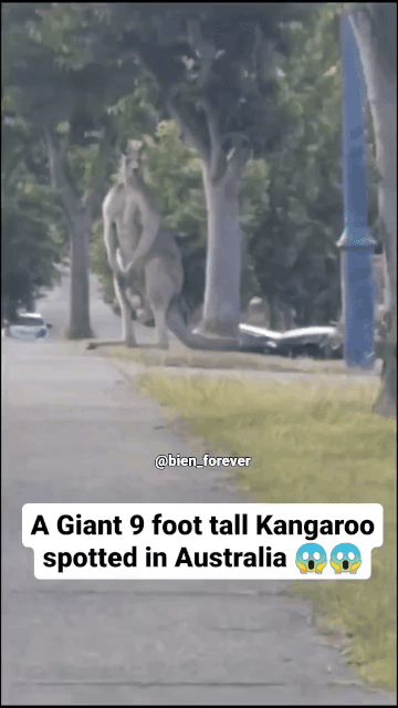 877585098_oNzQPjn9_e87441754d92282bca012a8b0b948124c0af3ab3.gif