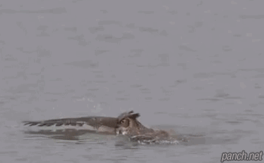 3391873082_KMLHgQxj_a3ed2a7353b6e4c1ea1372180e23e7124511cf02.gif