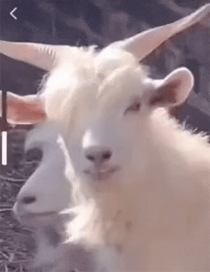 2699961636_4cO2U5ke_6a7ff510102fbeea870860cfecc07fed4cad1018.gif
